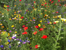 wildflower seeds
