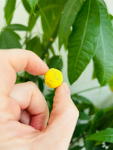 plantable seedball