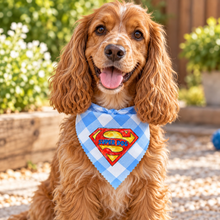 A spaniel wearing a blue and white gingham bandana with a red and yellow 'Super Dog' graphic. Super dog bandana in blue & white gingham star print. Superhero dog bandana. Funny slogan dog scarf neck tie