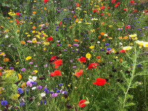 wildflower seeds for the bees